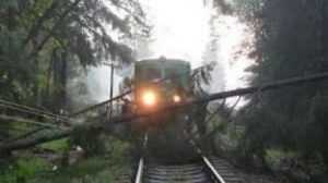 probleme pe calea ferată copac căzut pe calea ferată