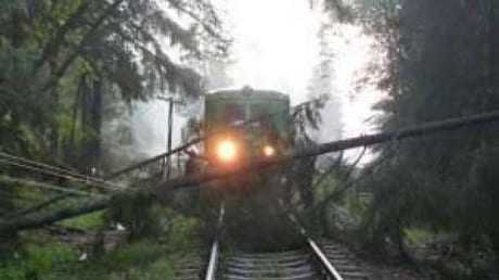 copac căzut pe calea ferată
