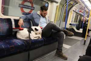 dog friendly metrou